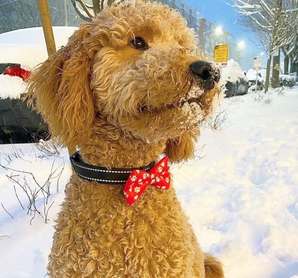 Paw Prints & Hearts Red Dog Bow Tie