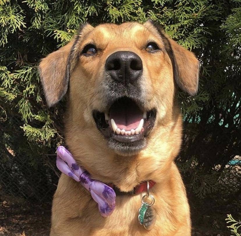 Purple Sky Dog Bow Tie